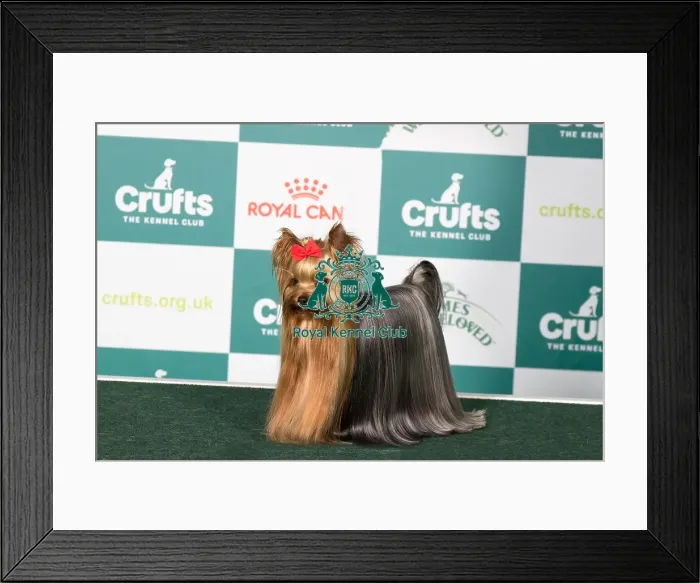 Framed Print : Yorkshire Terrier BOB