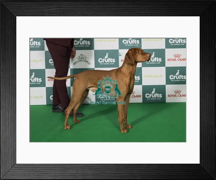Framed Print : Hungarian Vizsla BOB