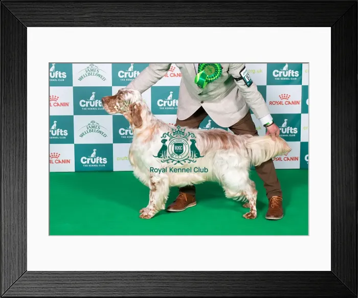 Framed Print : English Setter BOB Framed Print : English Setter BOB