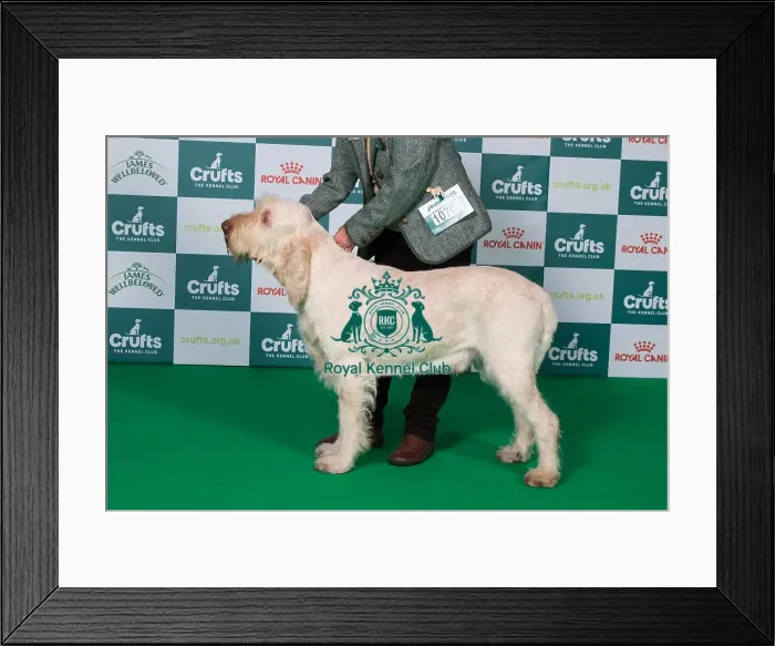 Framed Print : Italian Spinone BOB Framed Print : Italian Spinone BOB