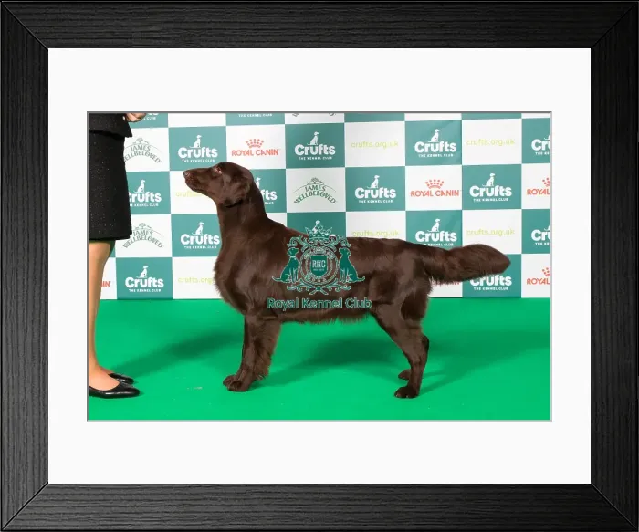 Framed Print : Flat Coated Retriever BOB Framed Print : Flat Coated Retriever BOB