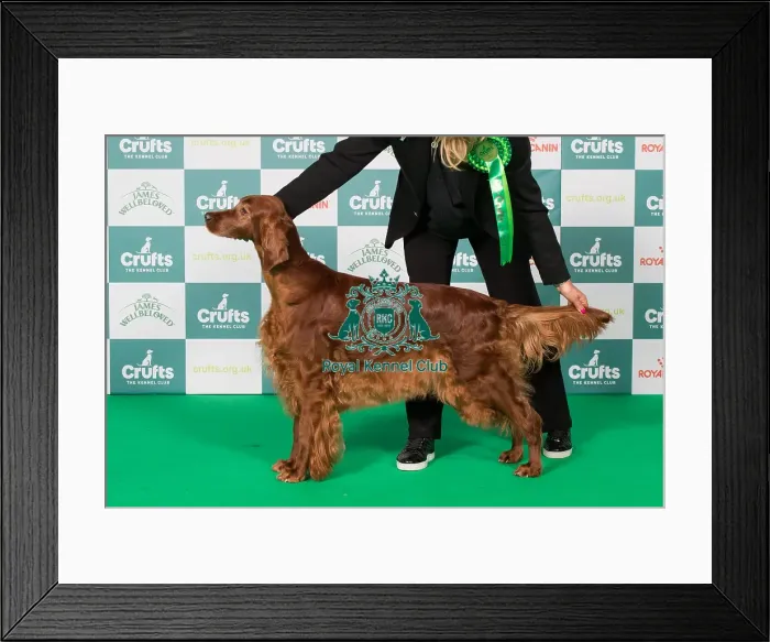 Framed Print : Irish Setter BOB Framed Print : Irish Setter BOB