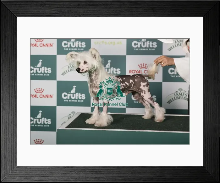 Framed Print : Chinese Crested BOB Framed Print : Chinese Crested BOB