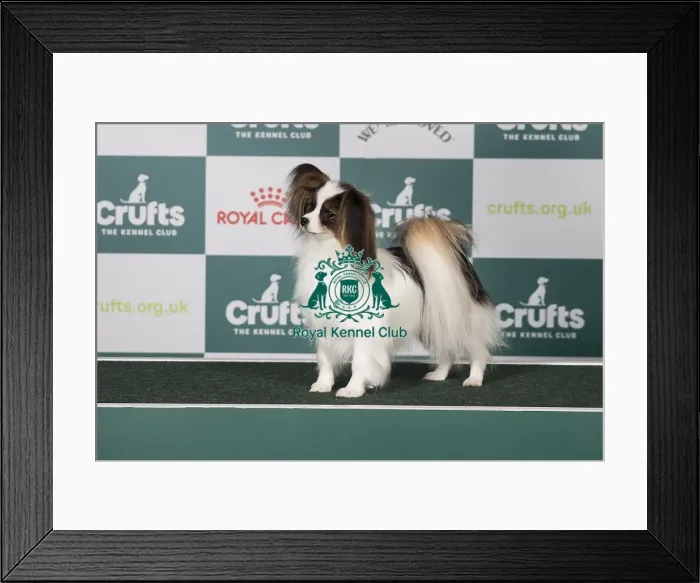 Framed Print : Papillon BOB