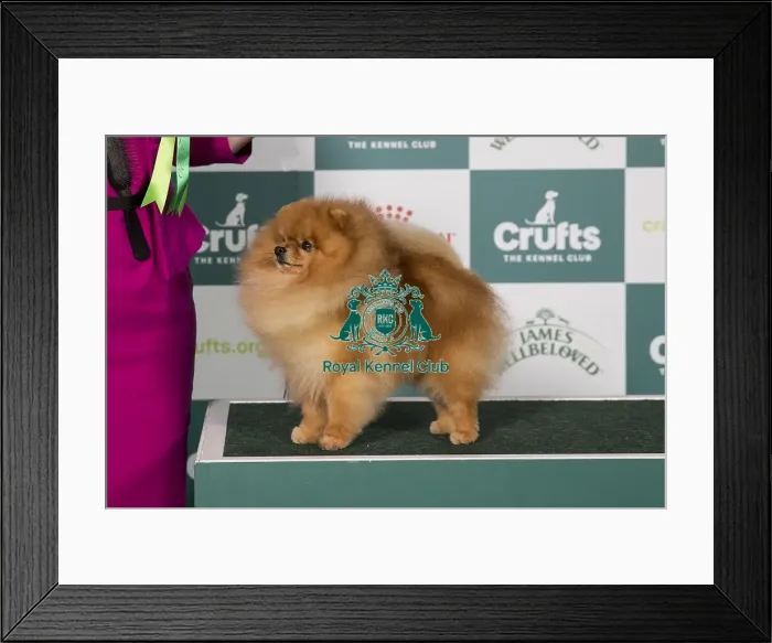 Framed Print : Pomeranian BOB Framed Print : Pomeranian BOB