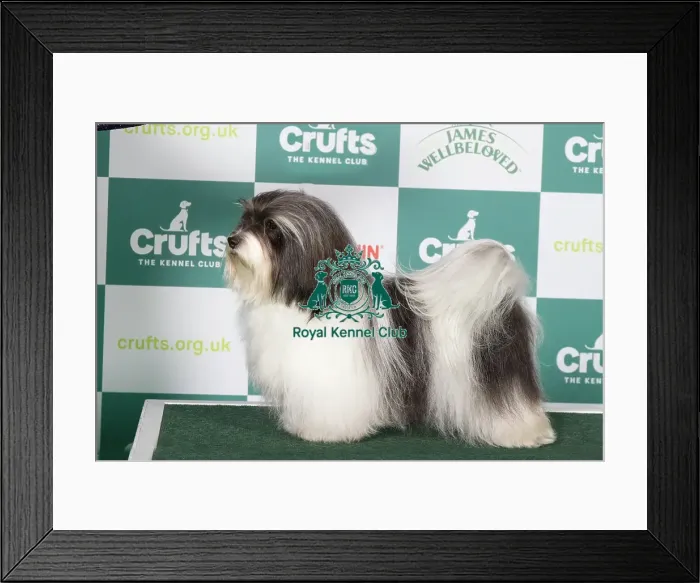 Framed Print : Havanese BOB