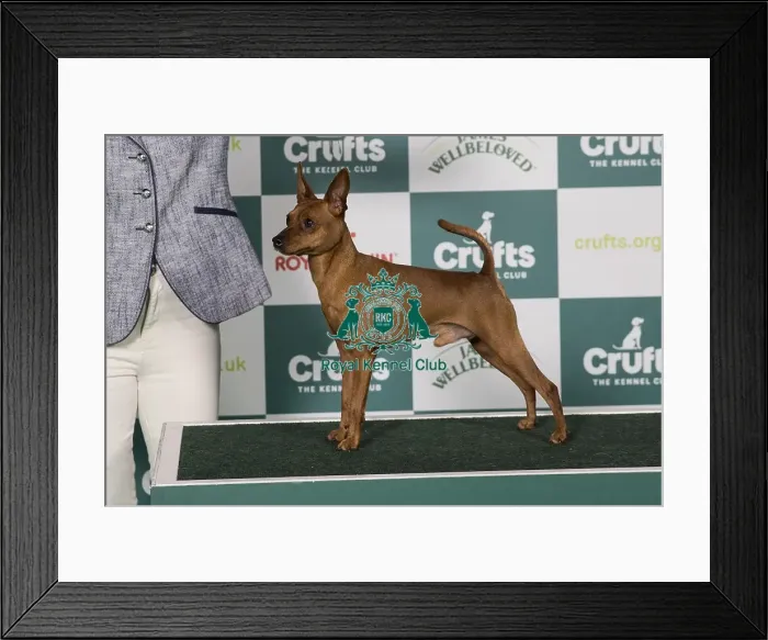 Framed Print : Miniature Pinscher BOB Framed Print : Miniature Pinscher BOB