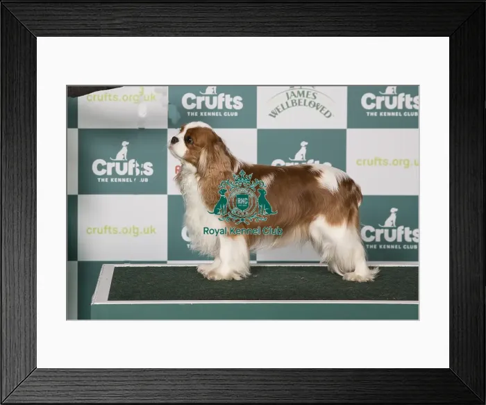 Framed Print : Cavalier King Charles Spaniel BOB Framed Print : Cavalier King Charles Spaniel BOB