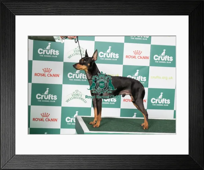 Framed Print : English Toy Terrier (Black and Tan) BOB Framed Print : English Toy Terrier (Black and Tan) BOB