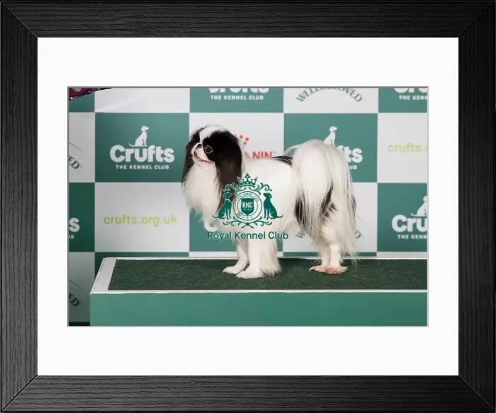 Framed Print : Japanese Chin BOB Framed Print : Japanese Chin BOB