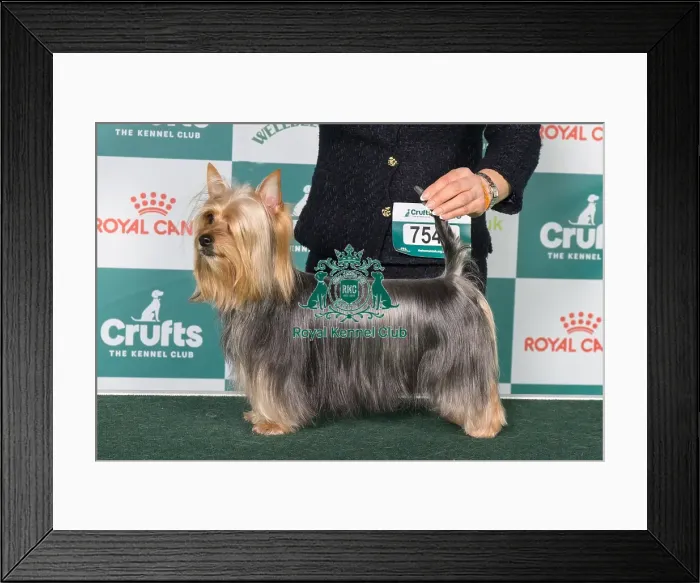 Framed Print : Australian Silky Terrier BOB Framed Print : Australian Silky Terrier BOB