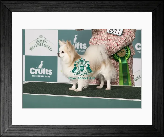 Framed Print : Chihuahua (Long Coat) BOB