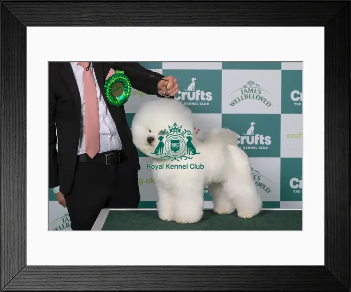Framed Print : Bichon Frise BOB Framed Print : Bichon Frise BOB