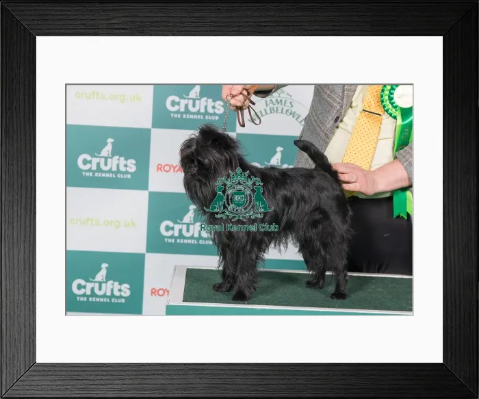 Framed Print : Affenpinscher BOB Framed Print : Affenpinscher BOB