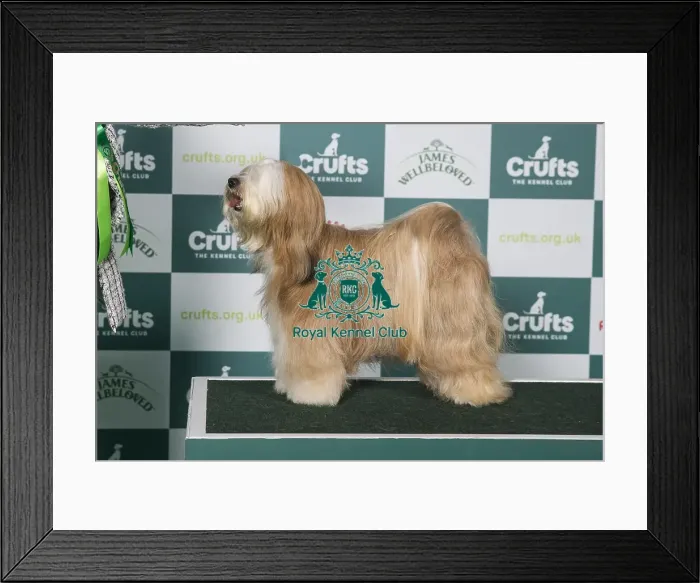 Framed Print : Tibetan Terrier BOB Framed Print : Tibetan Terrier BOB