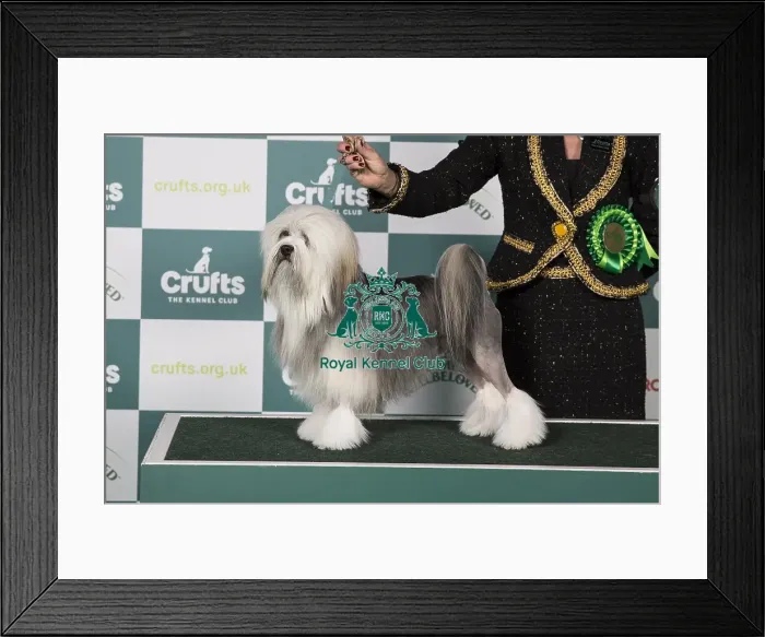 Framed Print : Lowchen (Little Lion Dog) BOB Framed Print : Lowchen (Little Lion Dog) BOB