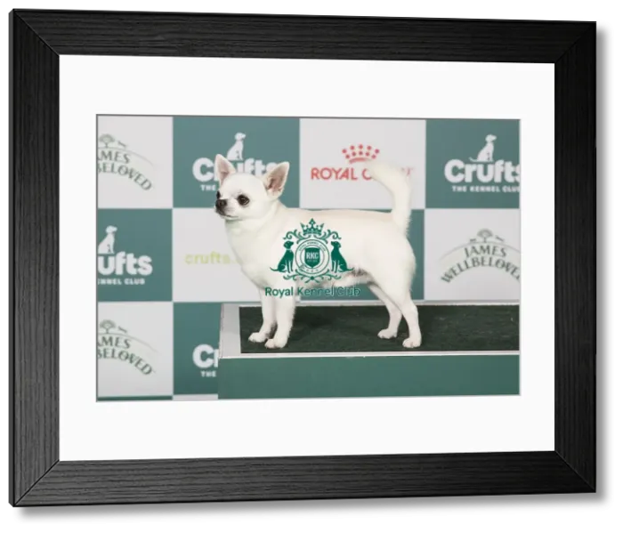 Framed Print : Chihuahua (Smooth Coat) BOB Framed Print : Chihuahua (Smooth Coat) BOB