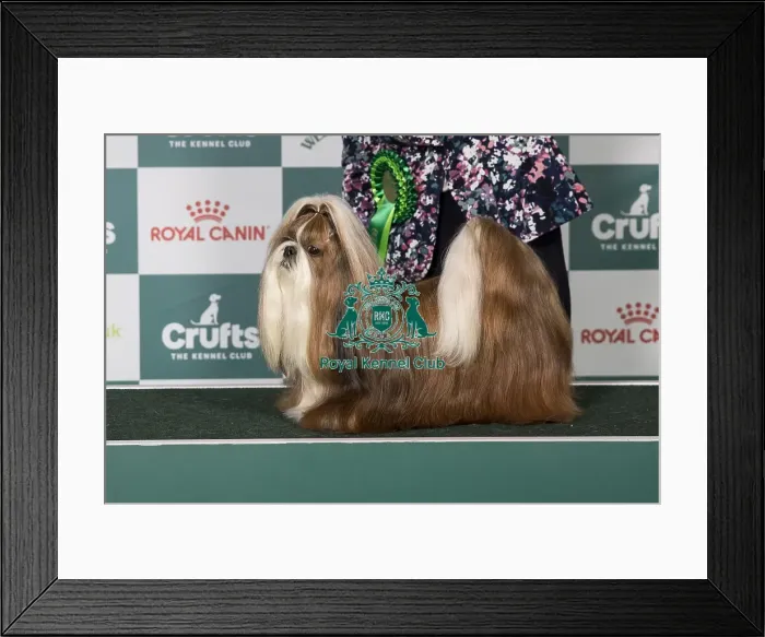 Framed Print : Shih Tzu BOB Framed Print : Shih Tzu BOB