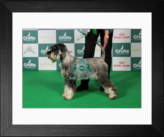 Framed Print : Schnauzer BOB