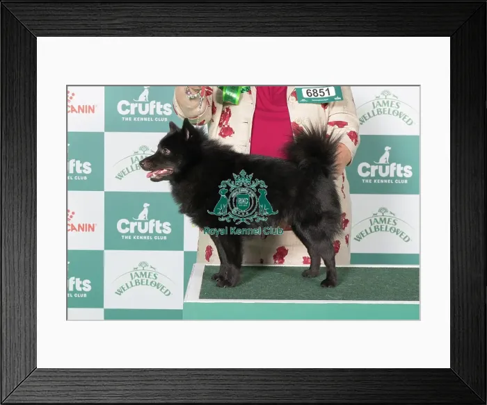Framed Print : Schipperke BOB