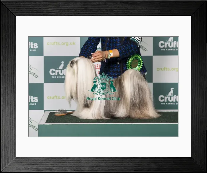 Framed Print : Lhasa Apso BOB Framed Print : Lhasa Apso BOB