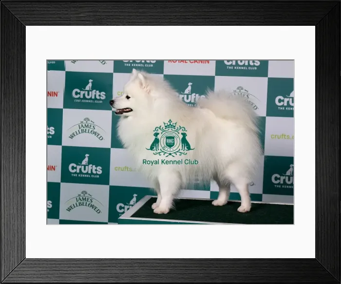 Framed Print : Japanese Spitz BOB Framed Print : Japanese Spitz BOB