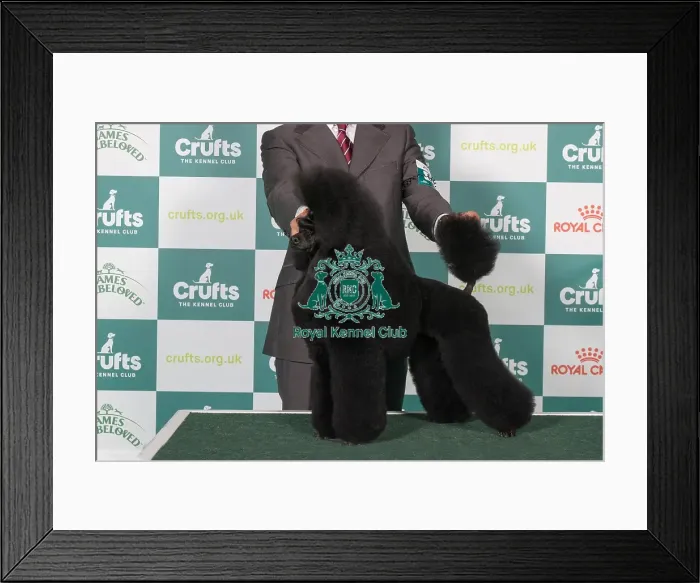 Framed Print : Poodle (Miniature) BOB Framed Print : Poodle (Miniature) BOB