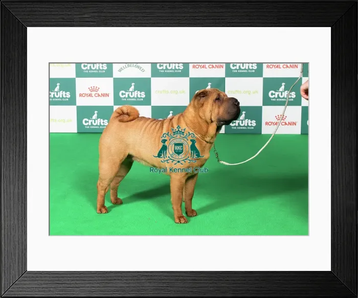 Framed Print : BOB Framed Print : BOB