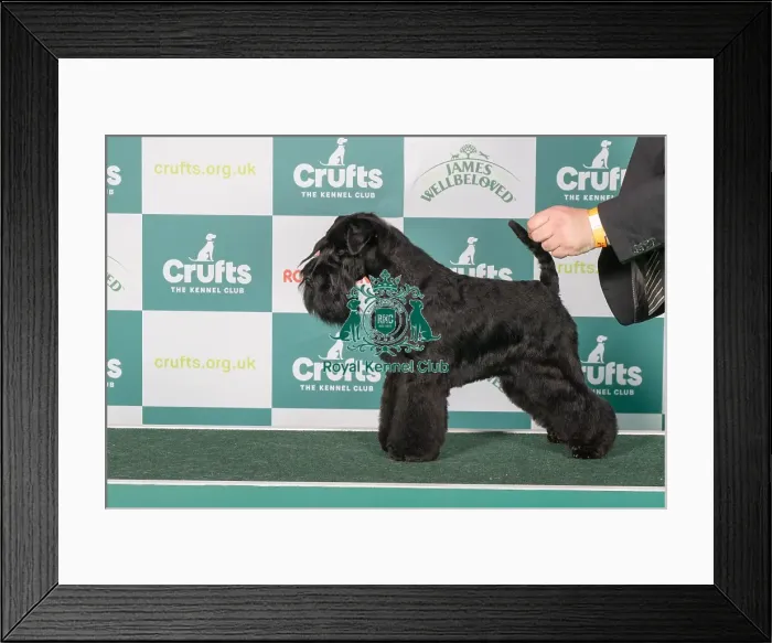 Framed Print : Miniature Schnauzer BOB