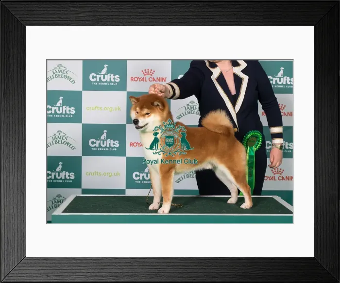 Framed Print : Japanese Shiba Inu BOB Framed Print : Japanese Shiba Inu BOB