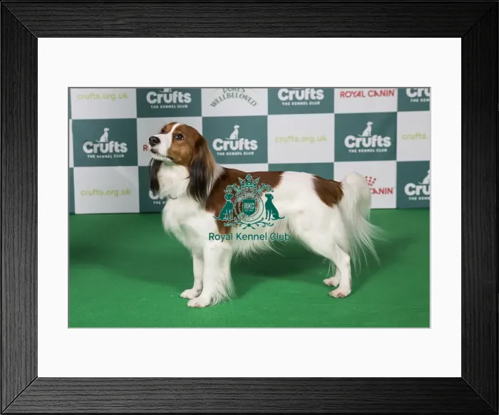 Framed Print : Kooikerhondje BOB