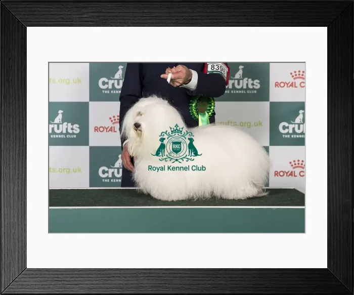 Framed Print : Coton de Tulear BOB