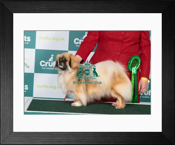Framed Print : Tibetan Spaniel BOB Framed Print : Tibetan Spaniel BOB