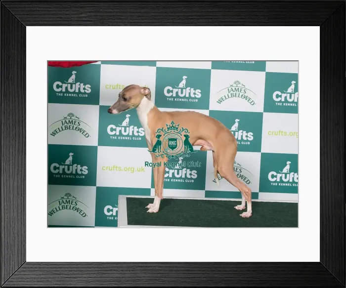 Framed Print : Italian Greyhound BOB