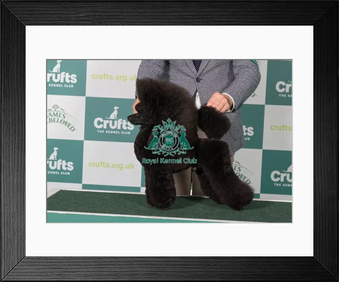 Framed Print : Poodle (Toy) BOB Framed Print : Poodle (Toy) BOB