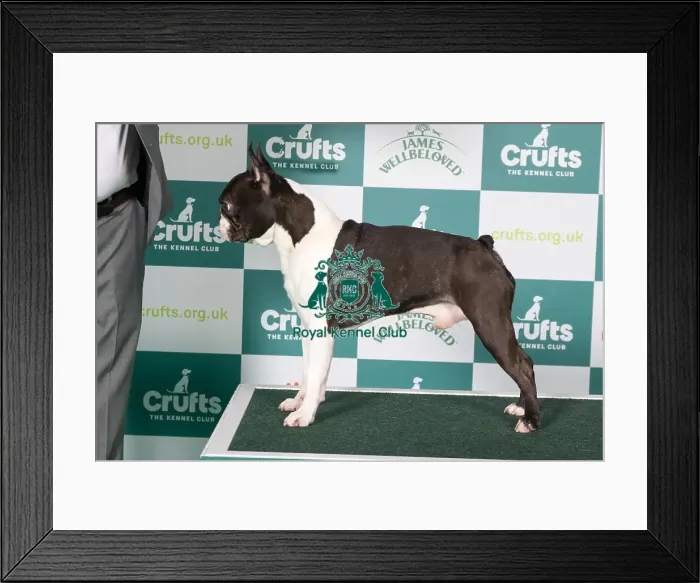 Framed Print : Boston Terrier BOB Framed Print : Boston Terrier BOB