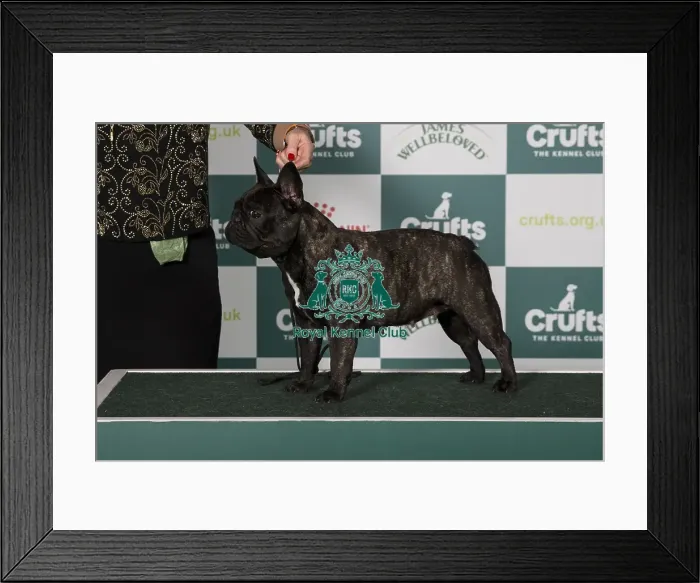 Framed Print : Best of Breed, Friday 7th March 2025