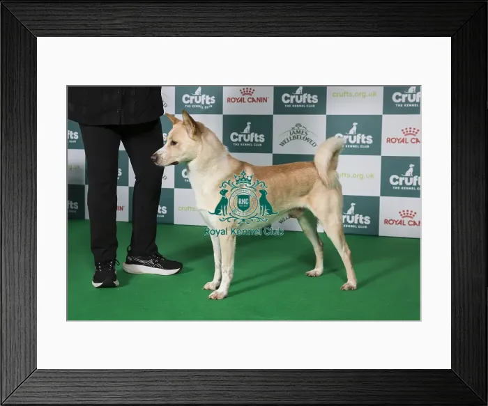 Framed Print : Canaan Dog BOB Framed Print : Canaan Dog BOB