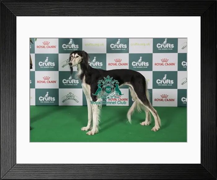 Framed Print : Saluki BOB