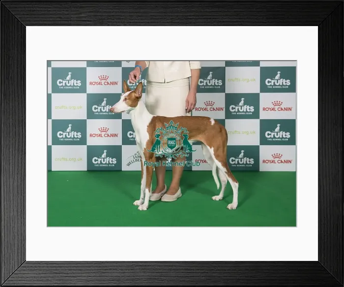 Framed Print : Ibizan Hound BOB Framed Print : Ibizan Hound BOB
