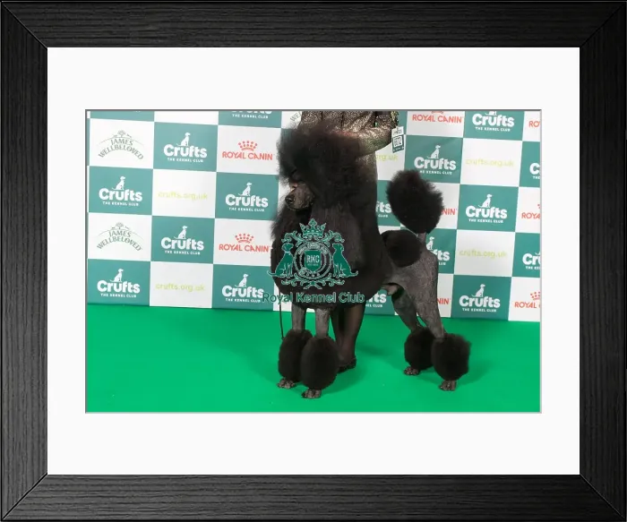 Framed Print : Poodle (Standard) BOB Framed Print : Poodle (Standard) BOB