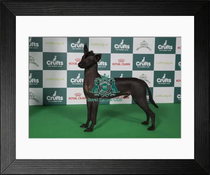 Framed Print : Best of Breed, Friday 7th March 2025 Framed Print : Best of Breed, Friday 7th March 2025