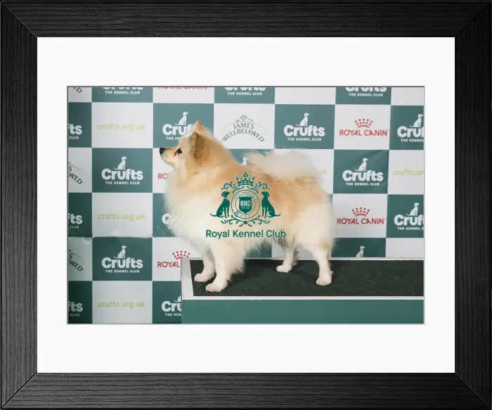 Framed Print : German Spitz (Mittel) BOB Framed Print : German Spitz (Mittel) BOB