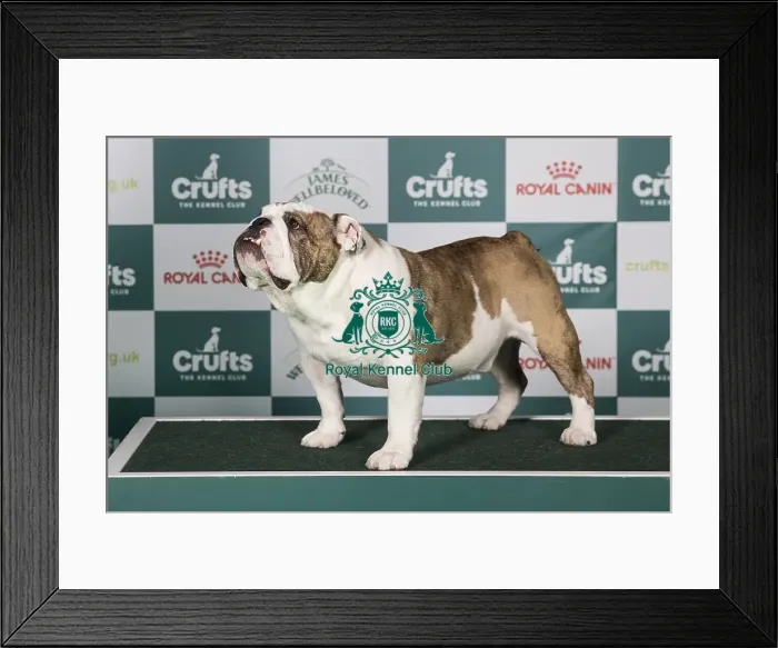 Framed Print : Bulldog BOB Framed Print : Bulldog BOB