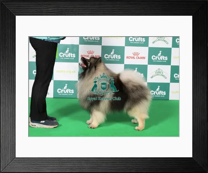 Framed Print : Best of Breed, Friday 7th March 2025 Framed Print : Best of Breed, Friday 7th March 2025