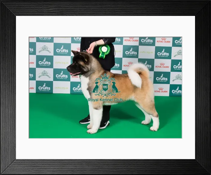 Framed Print : Akita BOB. Sensha's One of A Kind (Mrs N and Mr D Willy) Framed Print : Akita BOB. Sensha's One of A Kind (Mrs N and Mr D Willy)