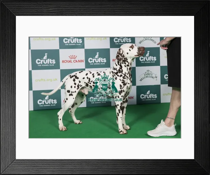 Framed Print : Dalmatian BOB