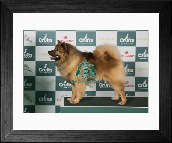 Framed Print : Eurasier BOB