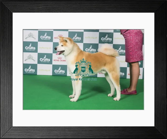 Framed Print : Japanese Akita Inu BOB