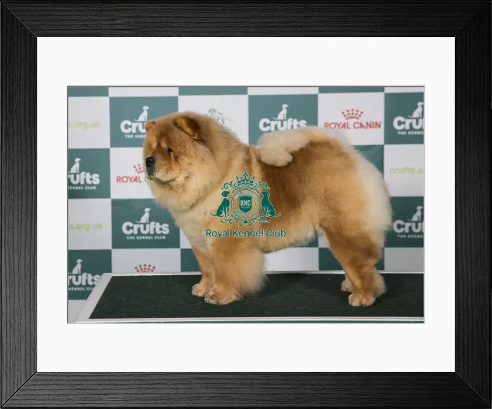Framed Print : Chow Chow BOB Framed Print : Chow Chow BOB